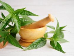 9 Manfaat Daun Sambiloto untuk Kesehatan Tubuh Anda