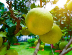 5 Manfaat Jeruk Bali untuk Kesehatan Tubuh Anda