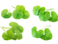 Rahasia Centella Asiatica, Khasiat Luar Biasa untuk Kesehatan