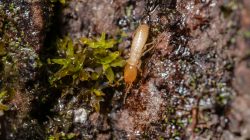 Mengapa Rayap Sering Kembali Meski Sudah Dibasmi?