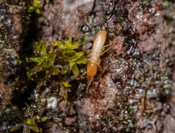 Mengapa Rayap Sering Kembali Meski Sudah Dibasmi?