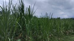 LSM SITI JENAR Bongkar Keresahan Publik, Hutan Negara Diduga Bergeser Jadi Lahan Komoditas