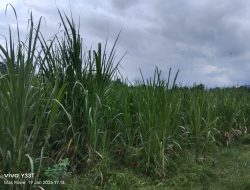 LSM SITI JENAR Bongkar Keresahan Publik, Hutan Negara Diduga Bergeser Jadi Lahan Komoditas